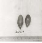 Click for 1 image(s) for this accession. FRUIT